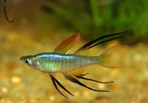 PRACHTREGENBOOGVIS
