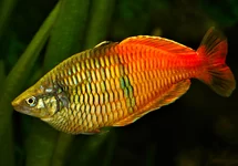 MELANOTAENIA BOESEMANI M