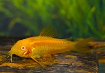 PANTSERMEERVAL NEON GOLDSTRIPE ALBINO