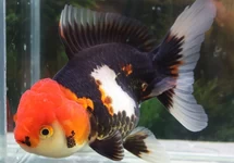 FANTAIL LIONHEAD TRICOLOR