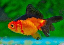 SLUIERSTAART ROOD/ZWART