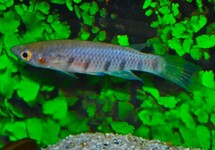KILLIVIS SEXFASCIATUS