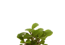 Lobelia cardinalis in bos