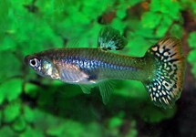 GUP SNAKESKIN MIX VROUW