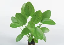 Eleocharis parvula - PE