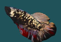 KEMPVIS PLAKAT AVATAR MAN