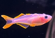 GABELSCHWANZ-BLAUAUGE BLOND