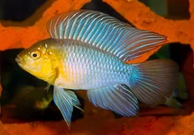 BLAUWE DWERGCICHLIDE