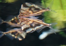 MARMOR-BEILBAUCH STRIGATA