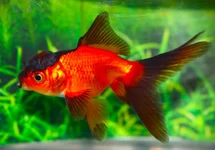 FANTAIL LIONHEAD RED/BLACK