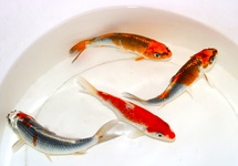 KOI  EXTRA COLOR EUROPE