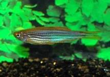 DANIO FIRE RING