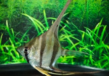 MAANVIS ALTUM ATABAPO