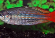 MELANOTAENIA AUSTRALIS M