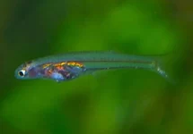 KRISTAL DANIO
