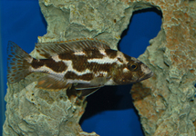 MALAWI CICHLIDE LIVINGSTONII