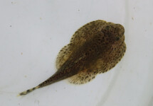 LOCHE DE CHINE KWEICHOW