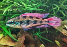 SCHAAKBORDCICHLIDE MACULATUS
