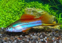 SWORDTAIL NEON
