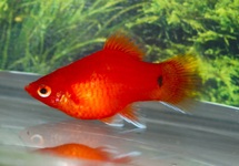 KORAALPLATY ROOD