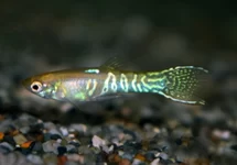 ENDLER GUP SNAKESKIN GOUD MAN