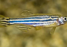 Danio