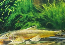 HILLSTREAM ALGENETER L