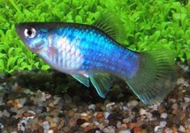 PLATY BLAUW