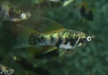 ZWAARDDRAGER MARMER