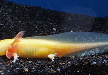 AXOLOTL GOLD