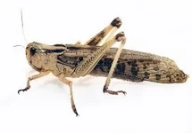 Cavaletta