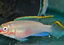 KERSENBUIKCICHLIDE ALBINO