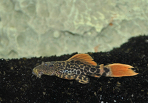 L600 LEOPARD CACTUS PLECO