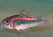 PANTSERMEERVAL RED STRIPE