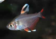 WITVIN ROSACEUS