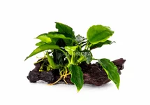 Anubias auf Holz nano (5-7cm) - DW