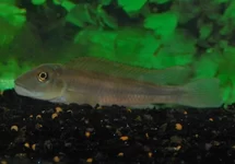 LIONHEAD CICHLID TINANTI