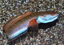 SLANGEKOPVIS PYROPHTHALMUS