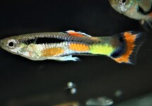 ENDLER GUP CAMPOMA 42 (M/F)