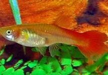 GUP FLAMINGO ROOD VROUW