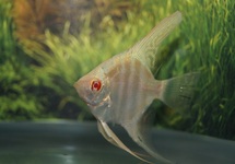 MAANVIS MARMER ALBINO