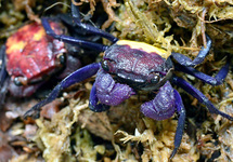 VAMPIERKRAB TWEEKLEURIG