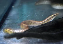 AAL LIBERIENSIS
