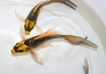 KOI KABUTO BUTTERFLY EUROPE