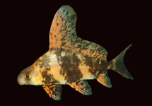 Other Cyprinids