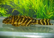 L340 MEGA CLOWN PLECO