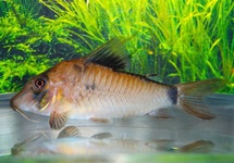 PANTSERMEERVAL SIMULATUS