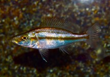 CICHLIDÉ MANGEUR D'YEUX