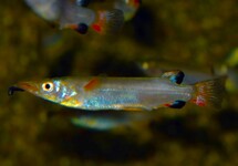 CELEBES HALFSNAVELBEKJE