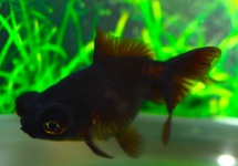 SLUIER TELESCOOP ZWART